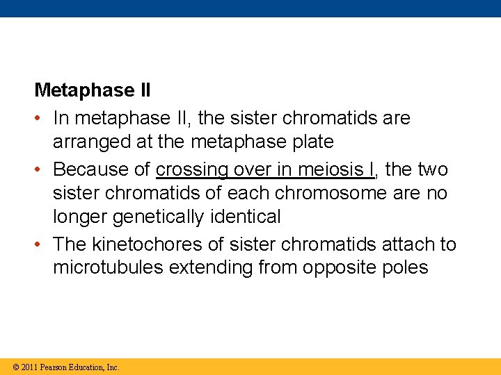 Metaphase II • In metaphase II, the sister chromatids are arranged at the metaphase