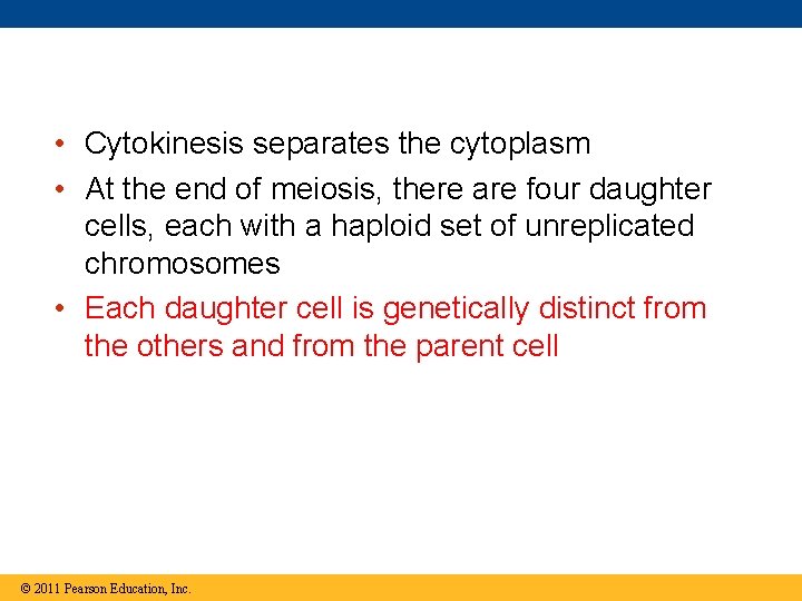  • Cytokinesis separates the cytoplasm • At the end of meiosis, there are