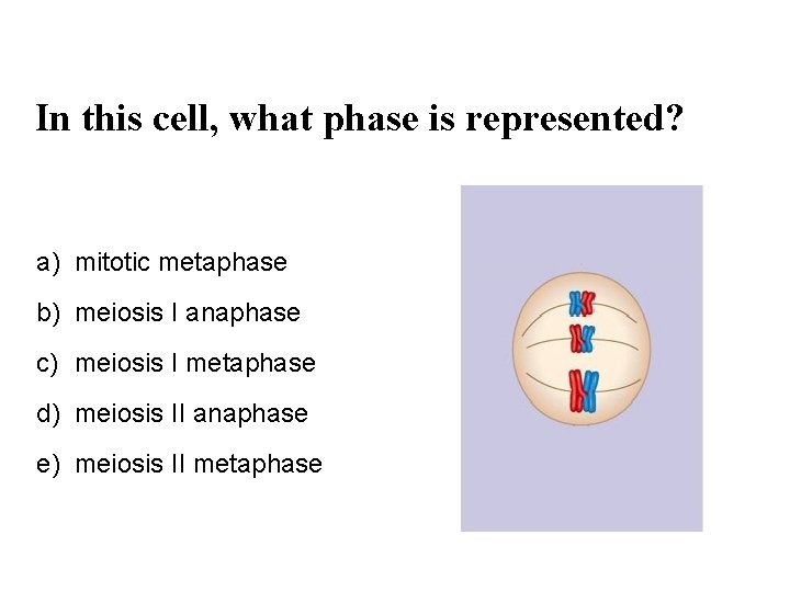 In this cell, what phase is represented? a) mitotic metaphase b) meiosis I anaphase