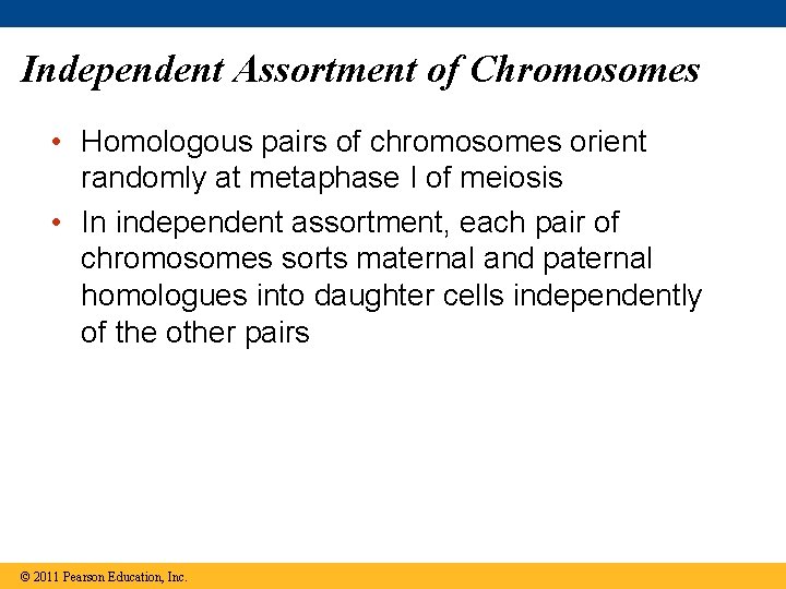 Independent Assortment of Chromosomes • Homologous pairs of chromosomes orient randomly at metaphase I