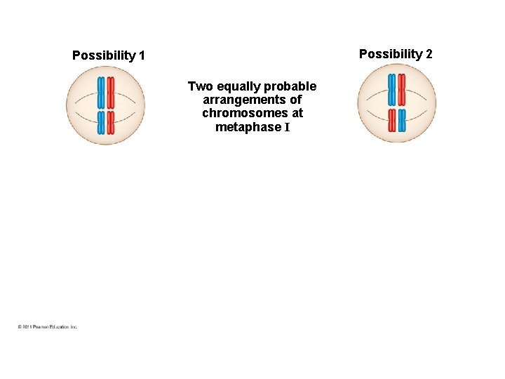 Possibility 2 Possibility 1 Two equally probable arrangements of chromosomes at metaphase I 