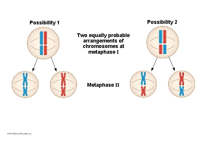 Possibility 2 Possibility 1 Two equally probable arrangements of chromosomes at metaphase I Metaphase