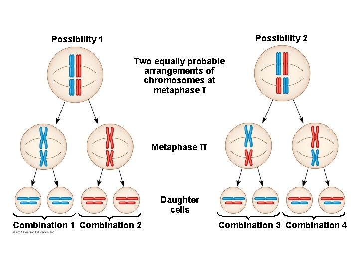 Possibility 2 Possibility 1 Two equally probable arrangements of chromosomes at metaphase I Metaphase