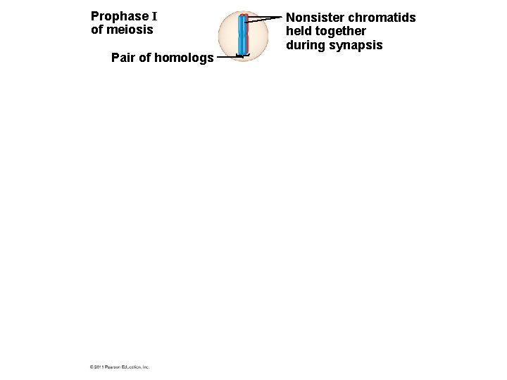 Prophase I of meiosis Pair of homologs Nonsister chromatids held together during synapsis 