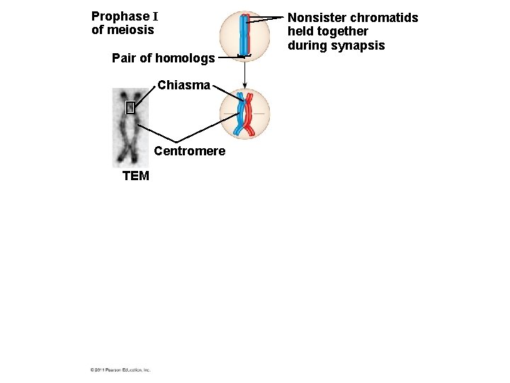 Prophase I of meiosis Pair of homologs Chiasma Centromere TEM Nonsister chromatids held together