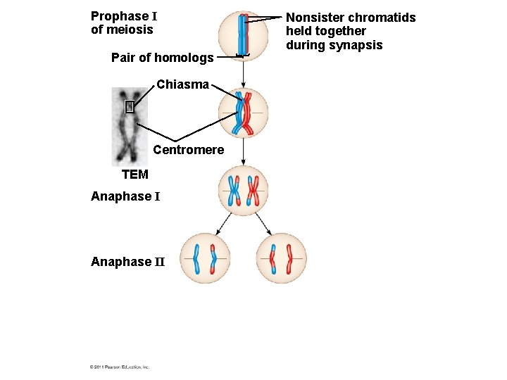 Prophase I of meiosis Pair of homologs Chiasma Centromere TEM Anaphase II Nonsister chromatids