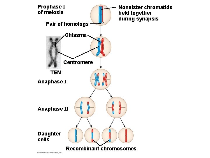 Prophase I of meiosis Pair of homologs Nonsister chromatids held together during synapsis Chiasma
