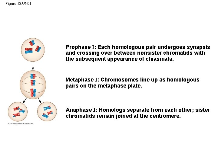 Figure 13. UN 01 Prophase I: Each homologous pair undergoes synapsis and crossing over