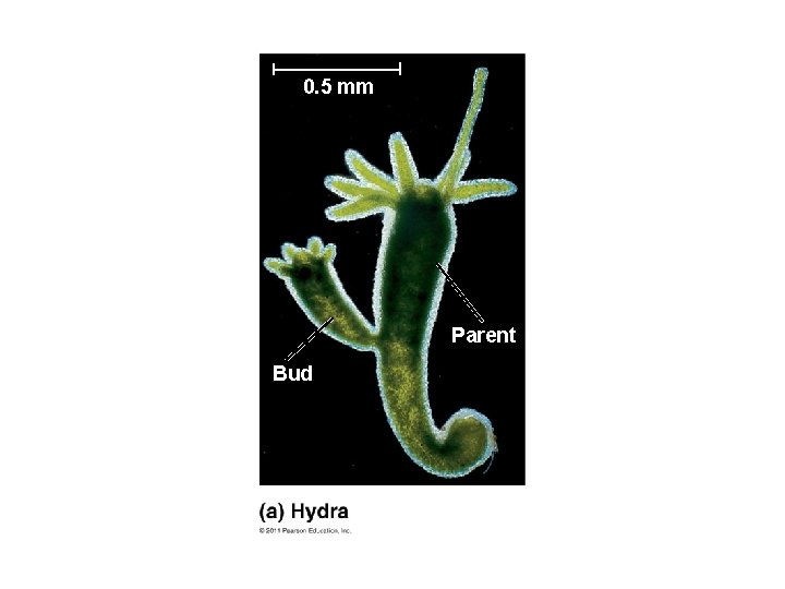 0. 5 mm Parent Bud 