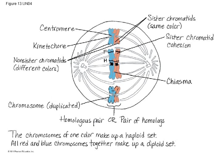 Figure 13. UN 04 