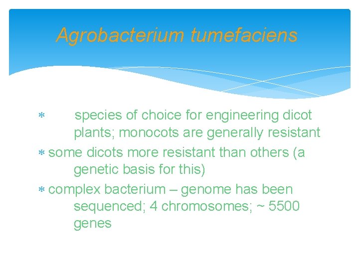 Agrobacterium tumefaciens the species of choice for engineering dicot plants; monocots are generally resistant