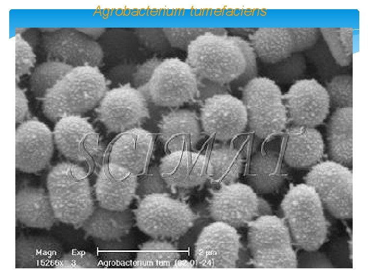 Agrobacterium tumefaciens 