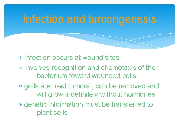 Infection and tumorigenesis Infection occurs at wound sites Involves recognition and chemotaxis of the