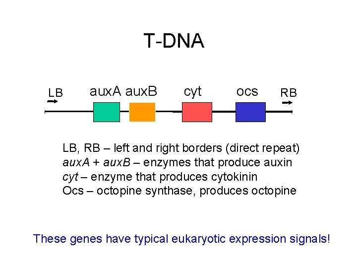 T-DNA LB aux. A aux. B cyt ocs RB LB, RB – left and