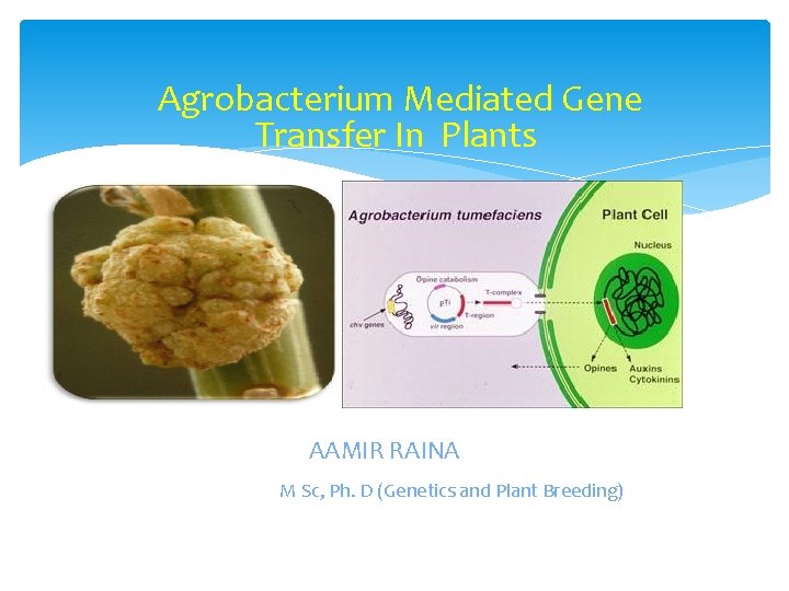 Agrobacterium Mediated Gene Transfer In Plants AAMIR RAINA M Sc, Ph. D (Genetics and