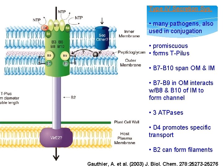 Type IV Secretion Sys. • many pathogens, also used in conjugation • promiscuous •
