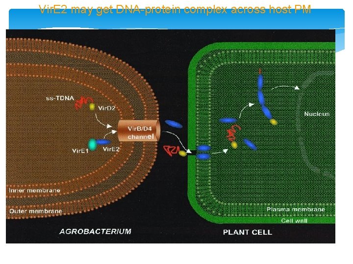 Vir. E 2 may get DNA-protein complex across host PM Dumas et al. ,