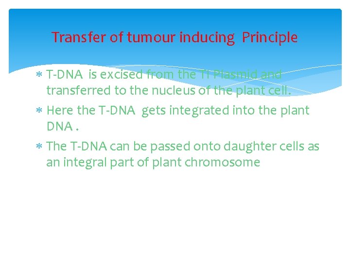 Transfer of tumour inducing Principle T-DNA is excised from the TI Plasmid and transferred
