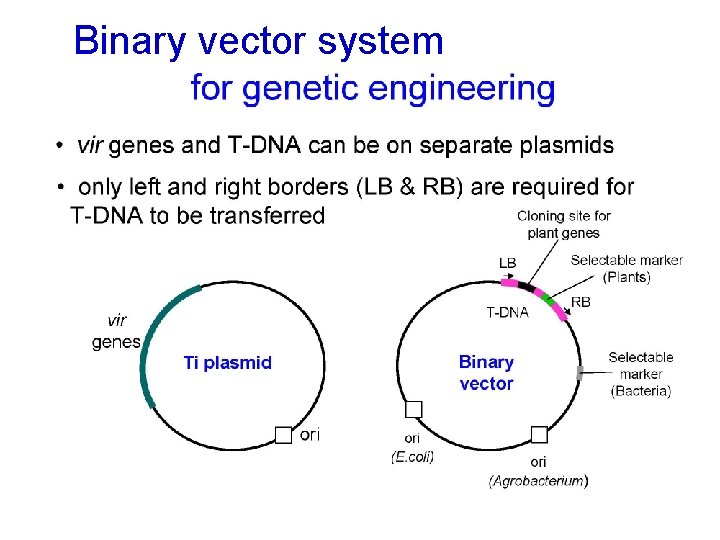 Binary vector system 