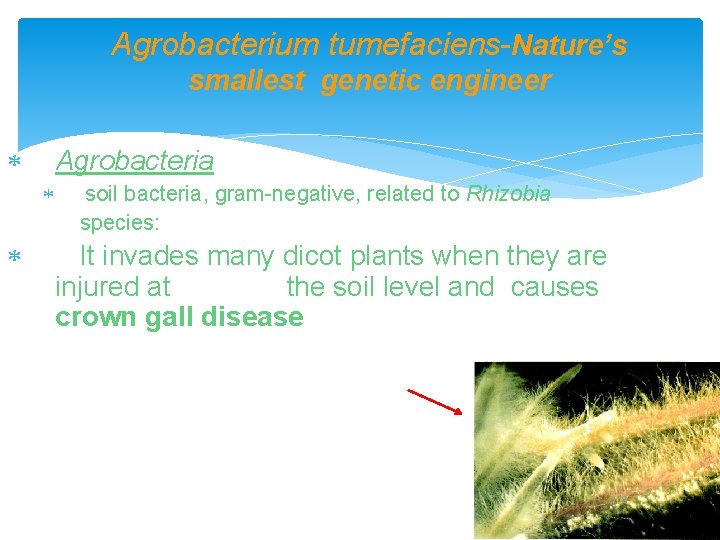 Agrobacterium tumefaciens-Nature’s smallest genetic engineer Agrobacteria soil bacteria, gram-negative, related to Rhizobia species: It