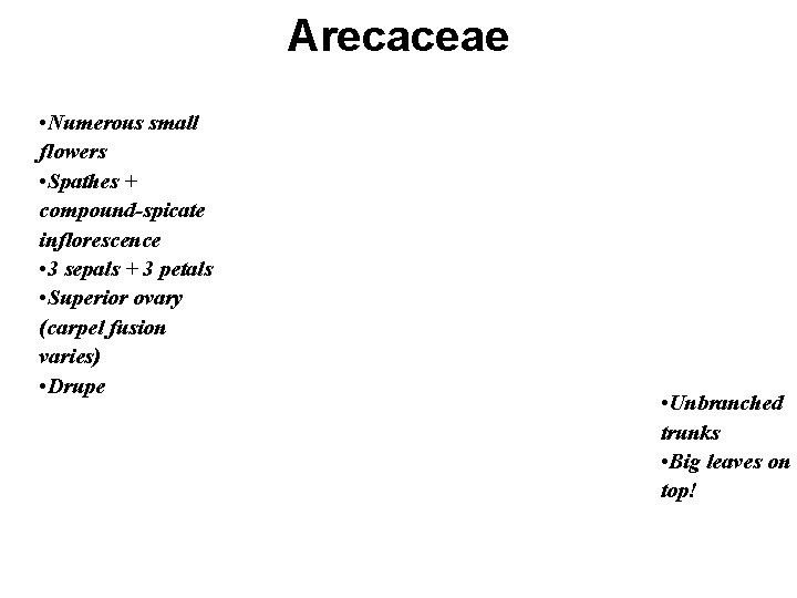 The Monocots Part 2 Commelinoid Monocots Spring 2010