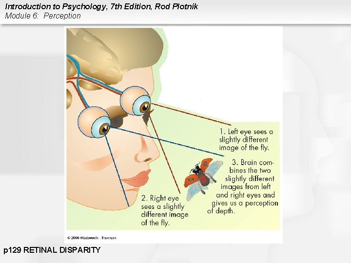 Introduction to Psychology, 7 th Edition, Rod Plotnik Module 6: Perception p 129 RETINAL