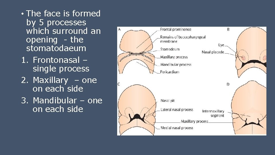  • The face is formed by 5 processes which surround an opening -