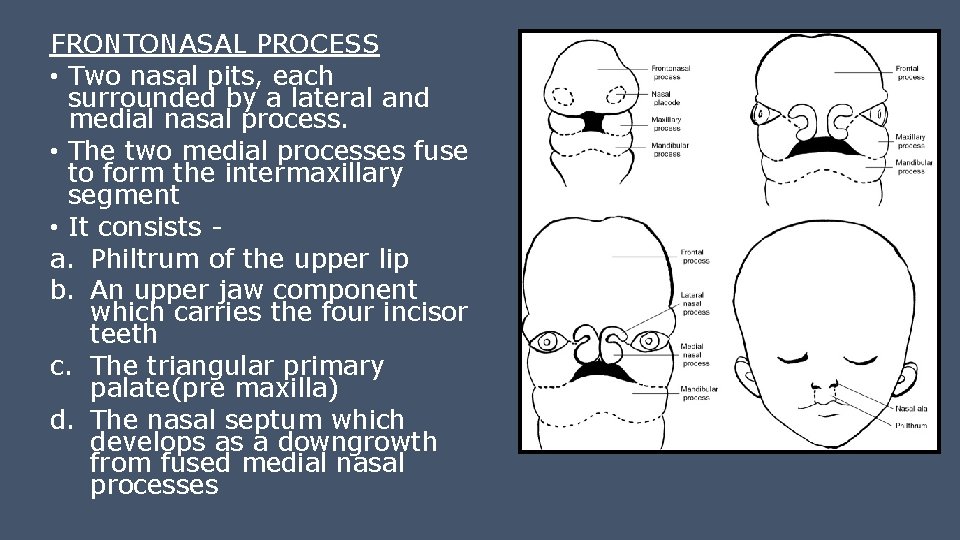 FRONTONASAL PROCESS • Two nasal pits, each surrounded by a lateral and medial nasal