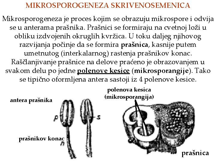 MIKROSPOROGENEZA SKRIVENOSEMENICA Mikrosporogeneza je proces kojim se obrazuju mikrospore i odvija se u anterama