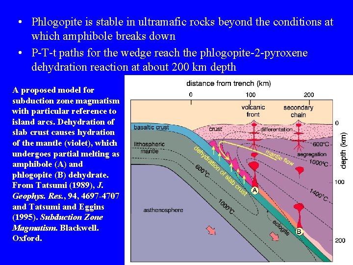  • Phlogopite is stable in ultramafic rocks beyond the conditions at which amphibole