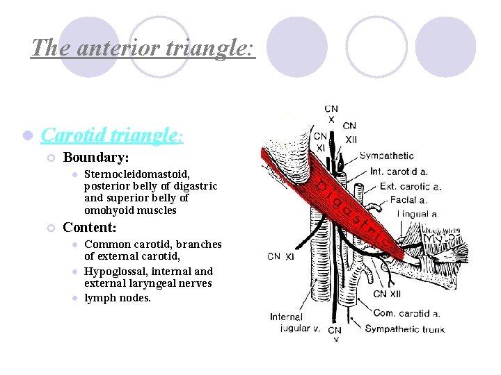 The anterior triangle: l Carotid triangle: ¡ Boundary: l ¡ Sternocleidomastoid, posterior belly of