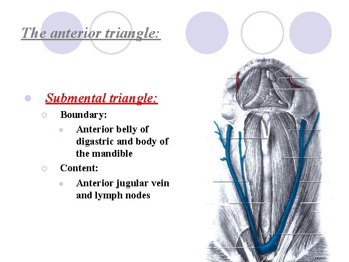 The anterior triangle: l Submental triangle: ¡ ¡ Boundary: l Anterior belly of digastric