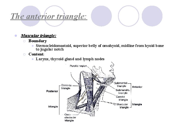 The anterior triangle: l Muscular triangle: ¡ Boundary l ¡ Sternocleidomastoid, superior belly of