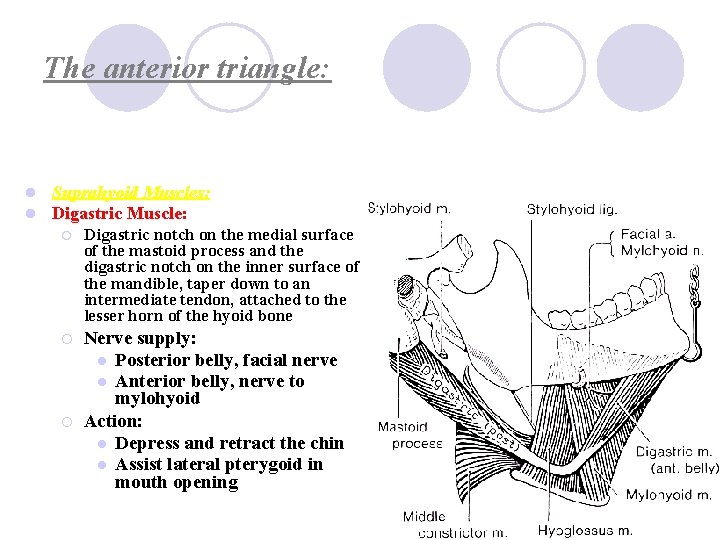 The anterior triangle: l l Suprahyoid Muscles: Digastric Muscle: ¡ Digastric notch on the