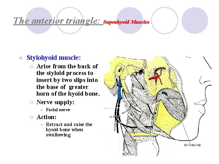 The anterior triangle: Suprahyoid Muscles l Stylohyoid muscle: ¡ Arise from the back of