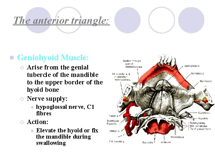 The anterior triangle: l Geniohyoid Muscle: ¡ ¡ Arise from the genial tubercle of