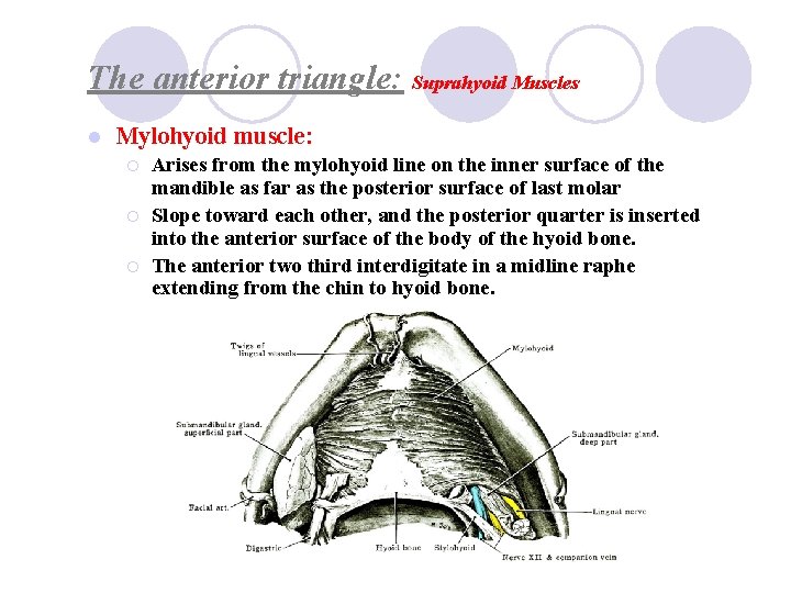 The anterior triangle: Suprahyoid Muscles l Mylohyoid muscle: ¡ ¡ ¡ Arises from the