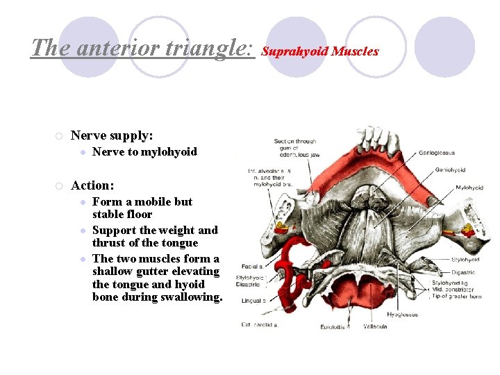 The anterior triangle: Suprahyoid Muscles ¡ Nerve supply: l ¡ Nerve to mylohyoid Action: