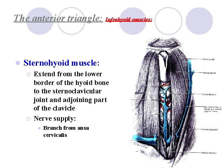 The anterior triangle: Infrahyoid muscles: l Sternohyoid muscle: ¡ ¡ Extend from the lower