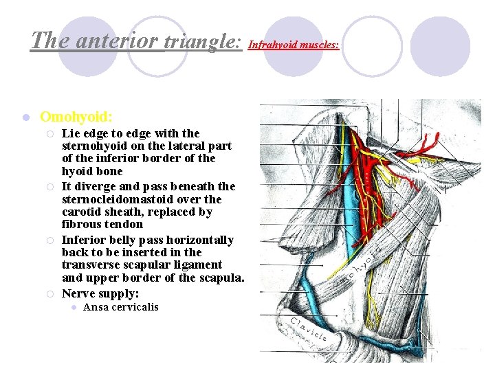 The anterior triangle: Infrahyoid muscles: l Omohyoid: ¡ ¡ Lie edge to edge with