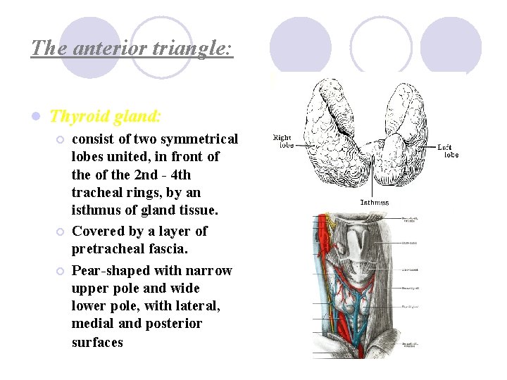 The anterior triangle: l Thyroid gland: ¡ ¡ ¡ consist of two symmetrical lobes