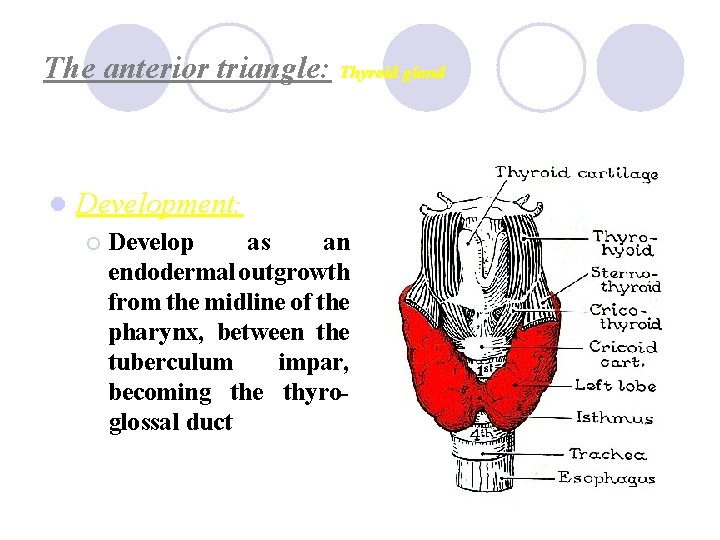 The anterior triangle: Thyroid gland l Development: ¡ Develop as an endodermal outgrowth from