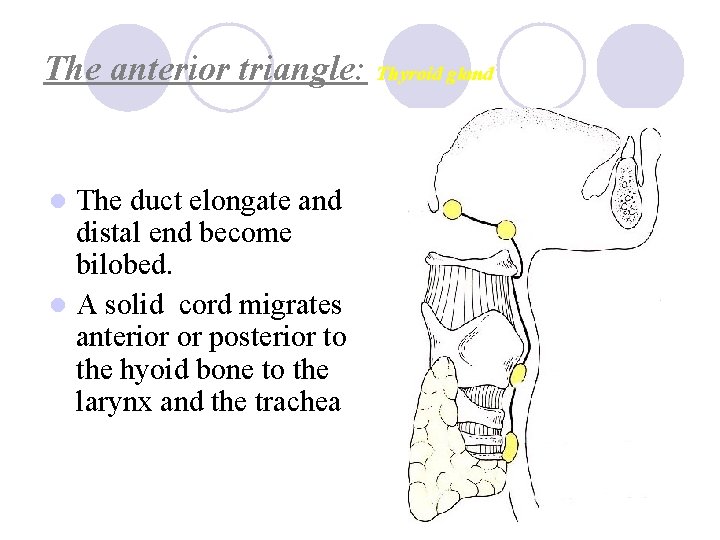 The anterior triangle: Thyroid gland The duct elongate and distal end become bilobed. l