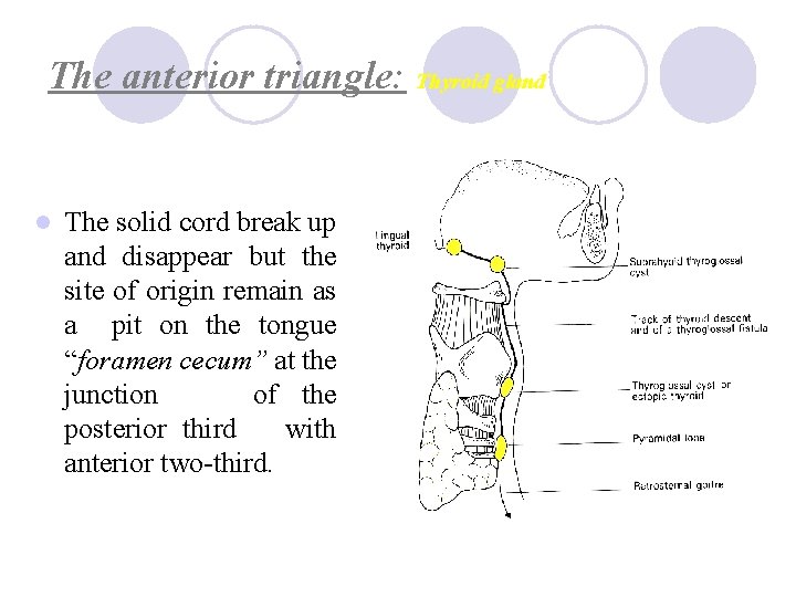 The anterior triangle: Thyroid gland l The solid cord break up and disappear but
