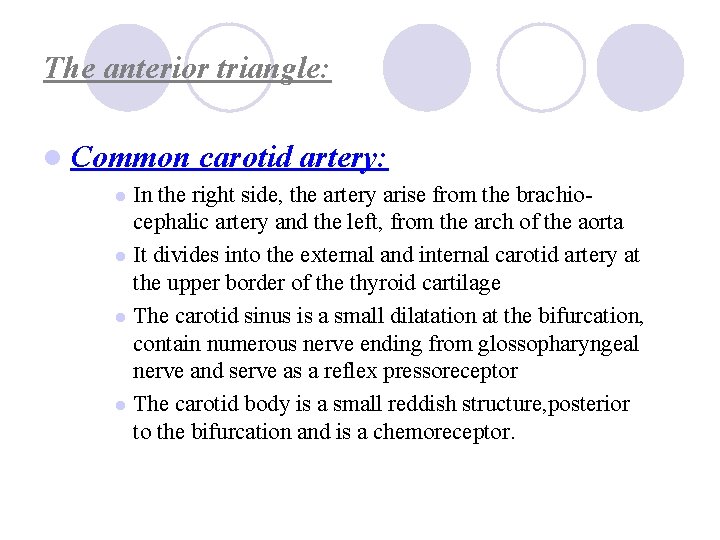 The anterior triangle: l Common carotid artery: In the right side, the artery arise