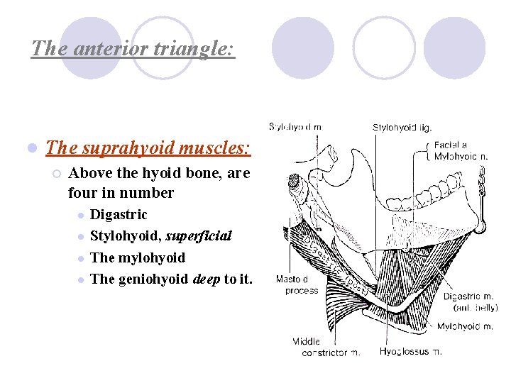 The anterior triangle: l The suprahyoid muscles: ¡ Above the hyoid bone, are four