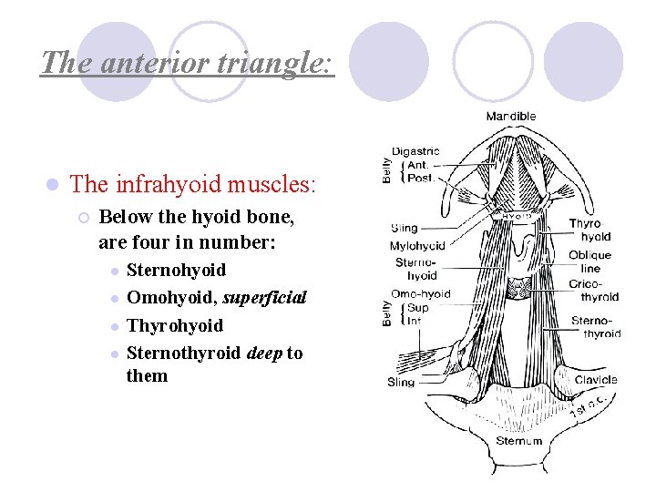 The anterior triangle: l The infrahyoid muscles: ¡ Below the hyoid bone, are four