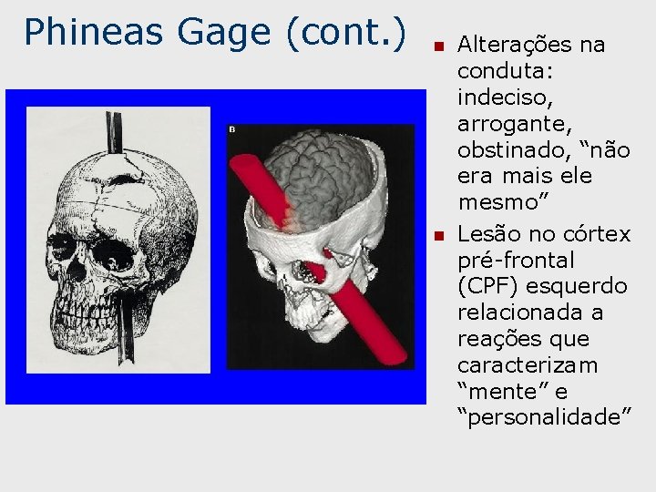 Phineas Gage (cont. ) n n Alterações na conduta: indeciso, arrogante, obstinado, “não era