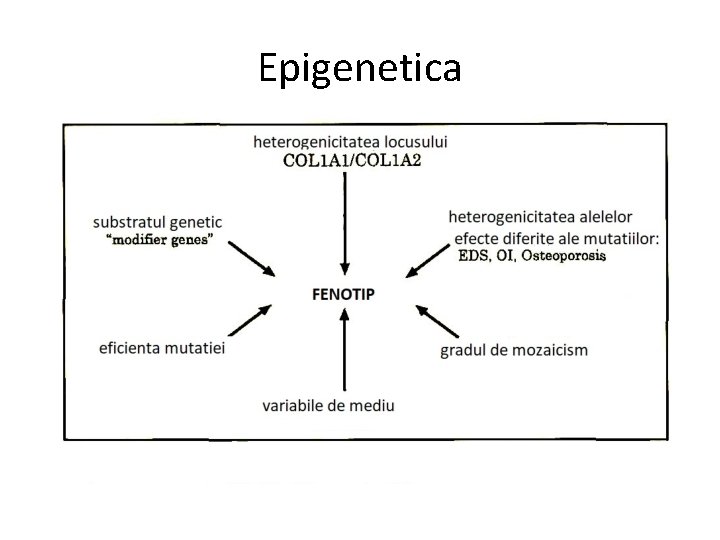 Epigenetica 