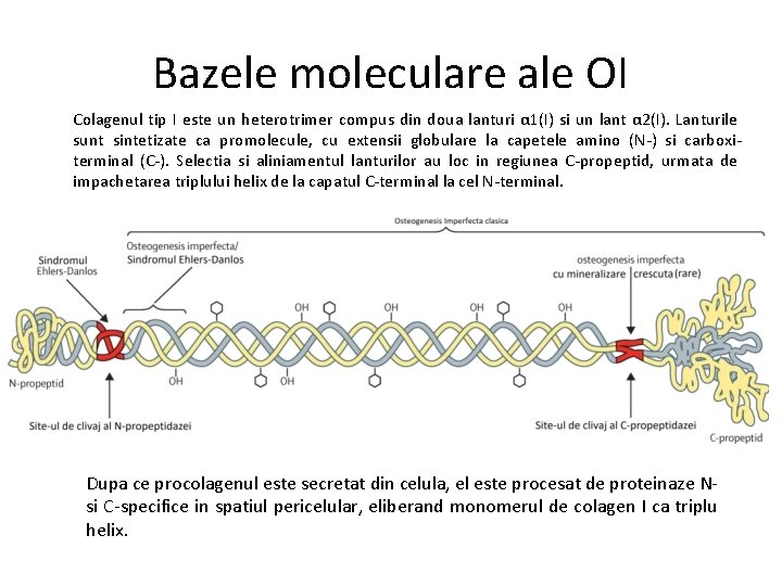 Bazele moleculare ale OI Colagenul tip I este un heterotrimer compus din doua lanturi